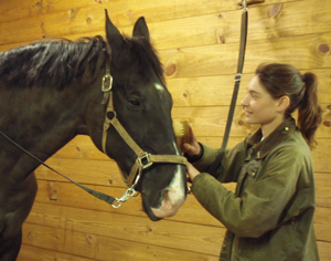 Horse Logical Communication Starts With Grooming