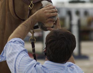 How to Find an Equine Dentist