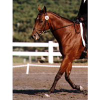How to Slow a Rushing Horse in the Dressage Ring