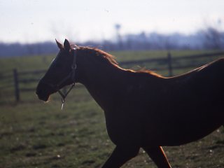 IRS Audits of Horse Owners
