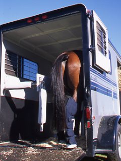 Loading the Scared Horse