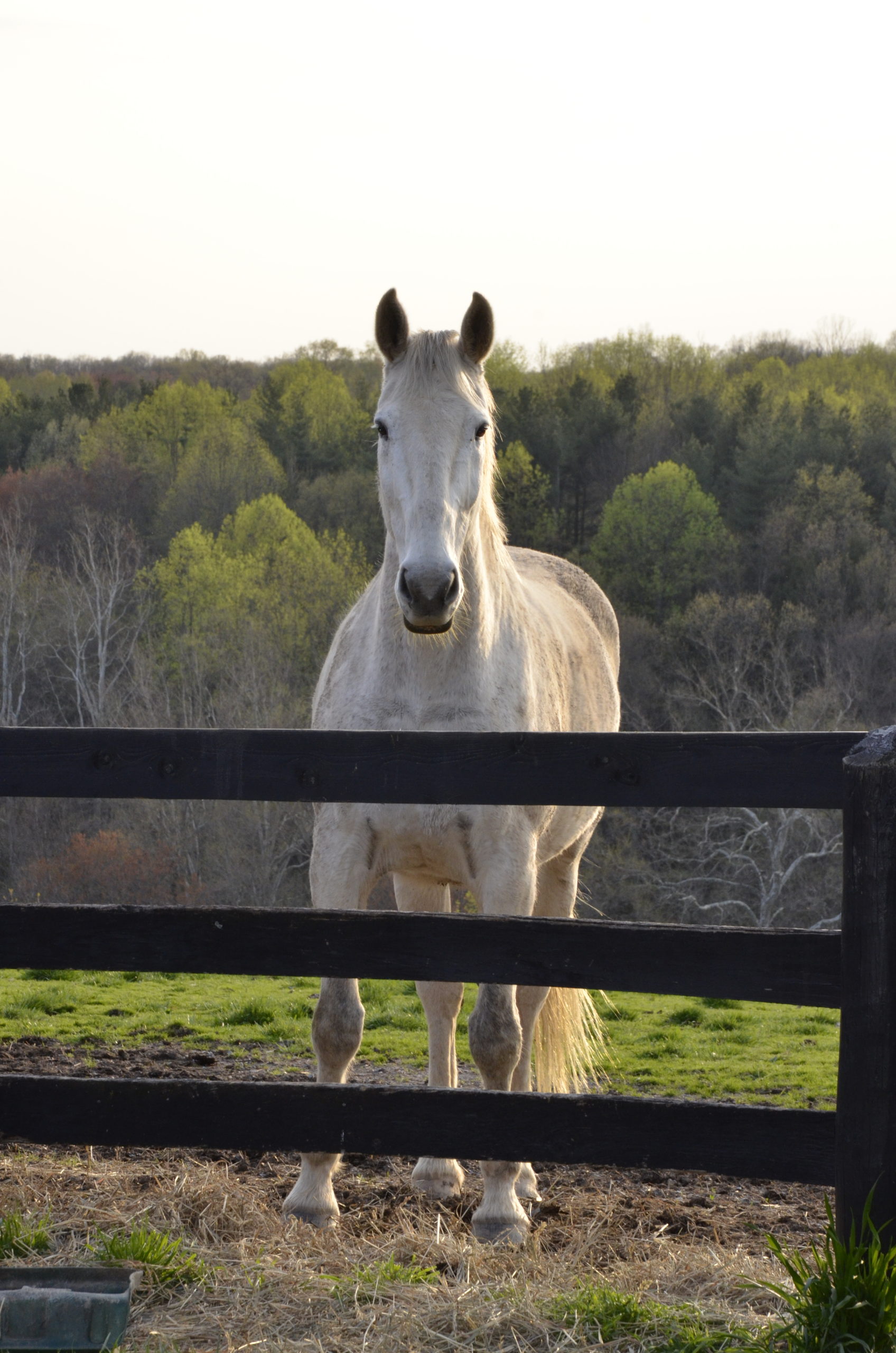 Managing the Changing Needs of Older Horses