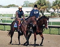 Pony Girl: Ponying Racehorses at the Track