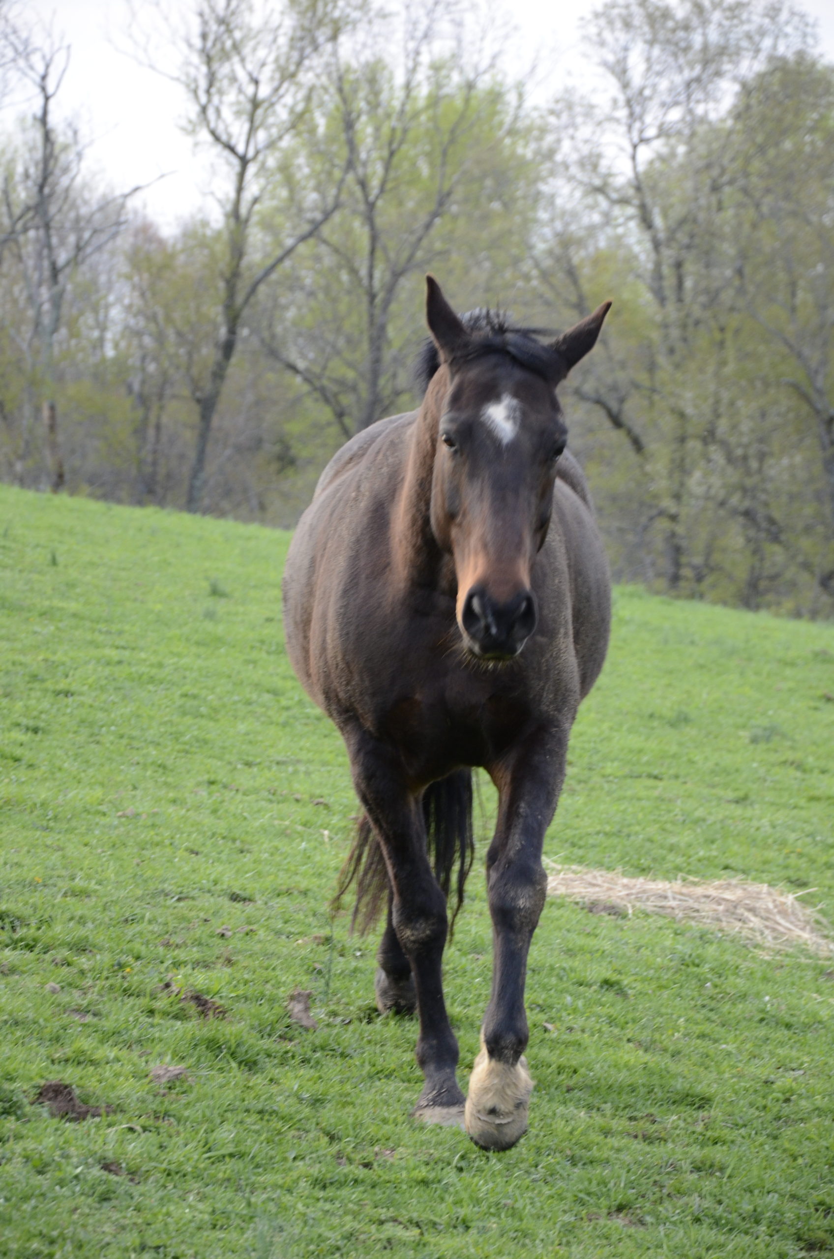 Prevent Lameness, Keep Your Horse Sound