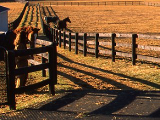 Temporary Paddock Fencing Options