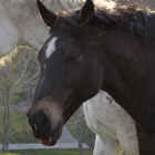 What’s My Horse Saying? Interpreting Horse Sounds